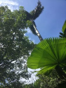 KATUNKAescazu1