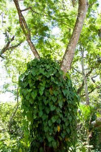 LaFinca13