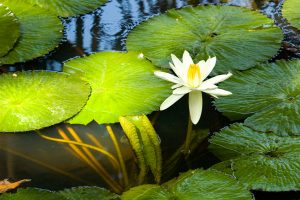LaFinca3
